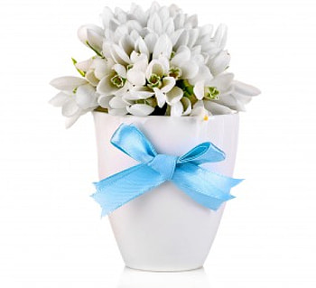 Snowdrops, delicate, white, flowers, spring, bow HD wallpaper