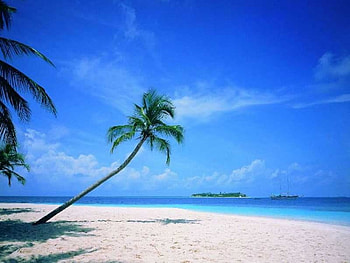a nice and beautiful beach, sand, palm trees, beach HD wallpaper