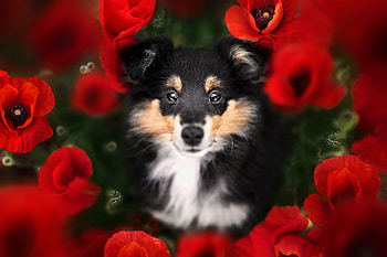 Sheltie, mac, red, flower, face, caine, dog, view from the top, poppy, collie HD wallpaper