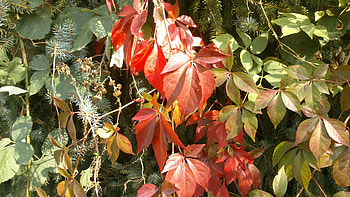 Red Leaves, Leaves, Day, Nature, Leafs, Green, graph, Living Nature, Grass, Snapshot, graphy, , Real Nature, Red, Daytime, Fall, Leaf, Forrest, Park, Autumn, Outside HD wallpaper