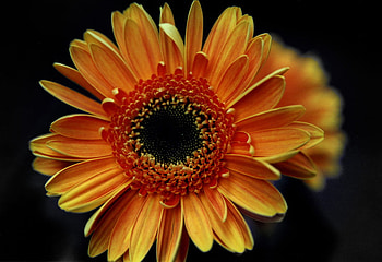 Another one, black, red, yellow, flower HD wallpaper