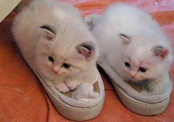 home sweet home, twins, slippers, white, kittens HD wallpaper