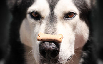 Animals, Food, Dog, Muzzle, Spotty, Spotted, Nose, Alaskan Malamute HD wallpaper