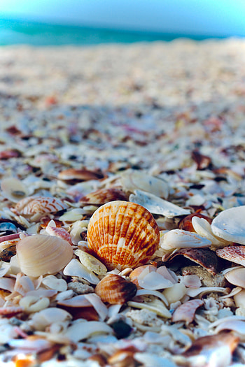 Nature, Sea, Beach, Shells, Rest, Relaxation HD phone wallpaper