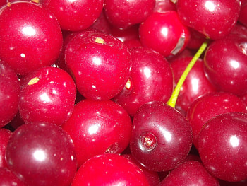 Plants, Food, Background, Cherry HD wallpaper