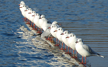 Seagulls, , 30698, Px HD wallpaper