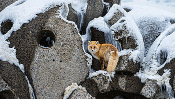 Animals, Fox, Fluffy, Wildlife, Animal, Redhead HD wallpaper