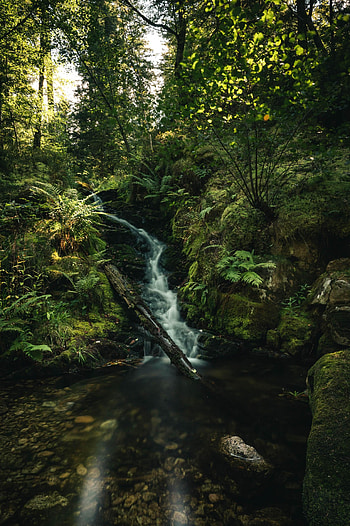 Nature, Water, Trees, Waterfall, Fern, Beams, Rays HD phone wallpaper