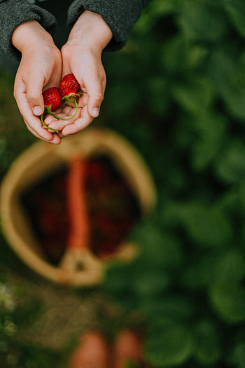 Fruits, Strawberry, Miscellanea, Miscellaneous, Hands, Berry, Focus HD phone wallpaper
