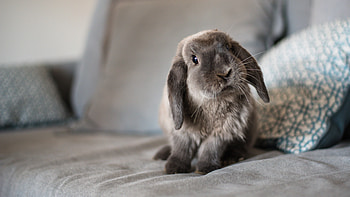 Light Black White Bunny Is Sitting On Couch Rabbit HD wallpaper