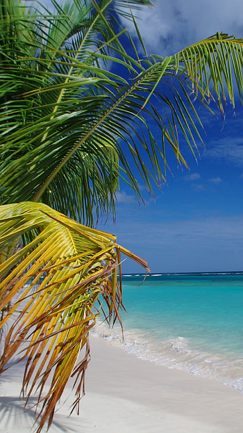 Flamenco beach culebra, Palms, 2016 travelers choice awards HD phone wallpaper