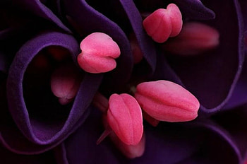 expression in color, pink, dark purple, flowers, tulips, beauty HD wallpaper