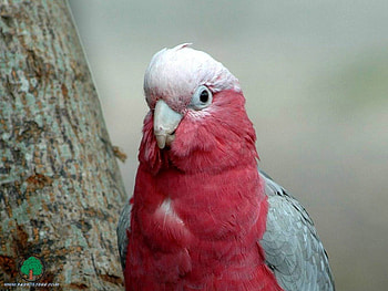 adi, birds, animals HD wallpaper