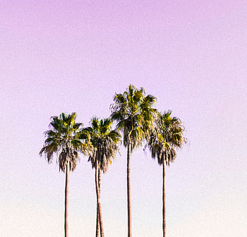 Sky and palm trees, minimal HD wallpaper