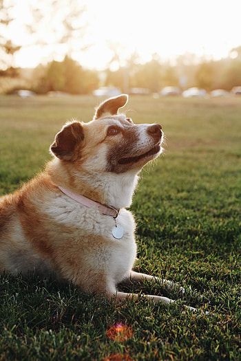 Animals, Dog, Sunlight, Collar HD phone wallpaper