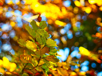 Nature, Autumn, Leaves, Blur, Smooth, Branch, Bokeh, Boquet HD wallpaper