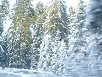 Snow trees at Borovets, trees, at, borovets, snow HD wallpaper