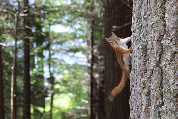 A curious squirrel clings to a tree trunk in a lush, sunlit forest. HD wallpaper
