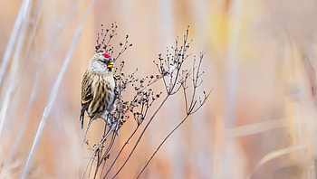 Little Bird, Bird, Nature, Branch, Animal HD wallpaper