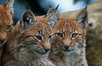 *** Lynx ***, animal, two, lynx, animals HD wallpaper