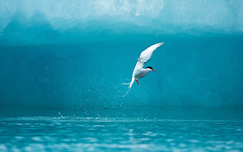 Animals, Water, Bird, Spray, Arctic, Tern HD wallpaper