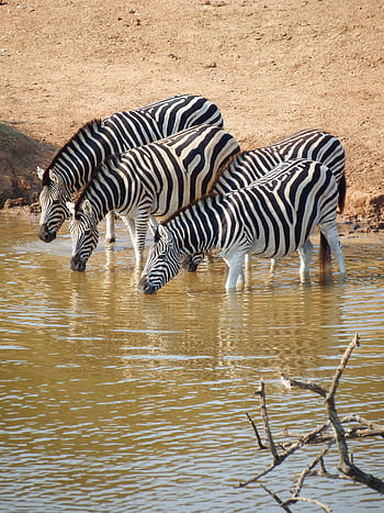 Three zebras quenching their thirst at a waterhole in the African savannah. HD phone wallpaper