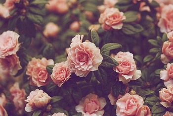 Background Aesthetic Flowers, Cool Aesthetic Flower HD wallpaper