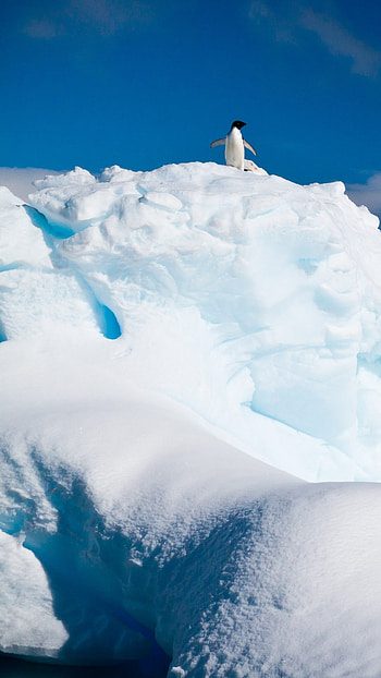 Penguin iceberg, Snow animals, 8259, Page 28 HD phone wallpaper