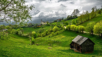 Village, sky, nature, grass, tree HD wallpaper