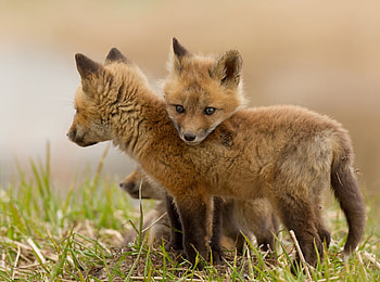 foxes, sweet, kit, animals, nature, wild, fox, little HD wallpaper