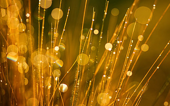 Grass, Drops, Macro, Glare, Dew HD wallpaper