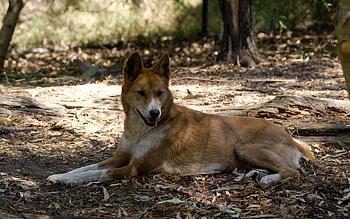 Animals, Lies, Wild Dog, Dingo, Resting HD wallpaper