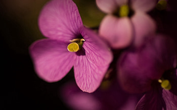 Lilac, Flower, Macro, Small HD wallpaper
