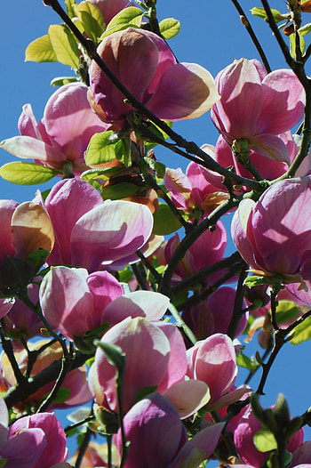 Blossom Spring, Magnolia Bud, Bloom HD phone wallpaper