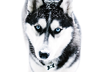 Animals, Dog, Muzzle, Husky, Haska, Blue Eyed, Blue-Eyed HD wallpaper