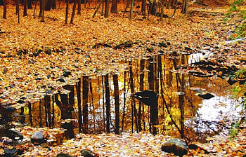 Autumn, Leaves, Trees, Rain HD wallpaper