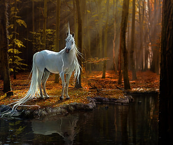 Unicorn, white, horse, yewrezz, orange, tree, fantasy, autumn, leaf, luminos, forest HD wallpaper