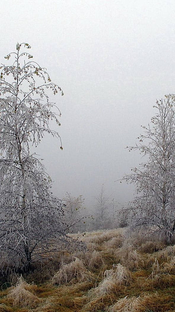 Trees hoarfrost, , october HD phone wallpaper