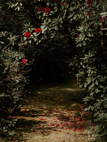 Flowers, Plant, Wood, Tree, Garden HD phone wallpaper