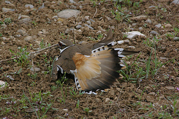 Mother Protecting Nest, Teton Valley, Killdeer, Idaho, Nature, Victor, Birds, Wildlife HD wallpaper