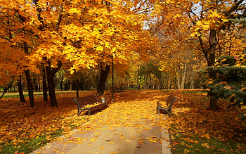 Carpet of Leaves, colorful, path, fall, colors, autum, walk, park, leaves, autumn splendor, trees, road, nature, forest HD wallpaper