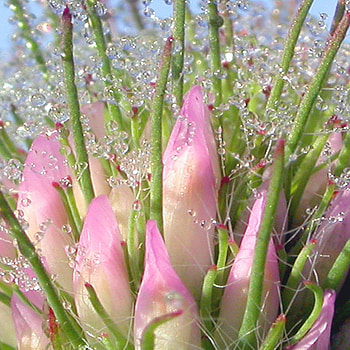 pink, soft, delicate, dew HD wallpaper