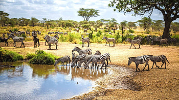 Tanzania safari, Practical information, Must-know tips, Memorable experience HD wallpaper