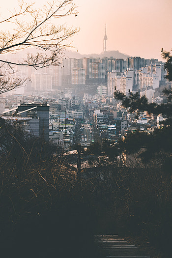 Cities, City, Building, View From Above, Fog, Branches HD phone wallpaper