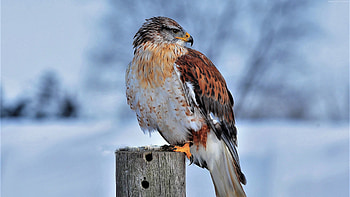 Hawk In Snow , hawk, snow, birds HD wallpaper