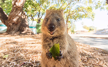 Cuteness science, Adorable animals, Global cuteness ranking, Natural habitats HD wallpaper