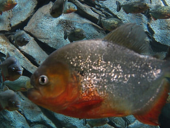 Piranha, fish HD wallpaper