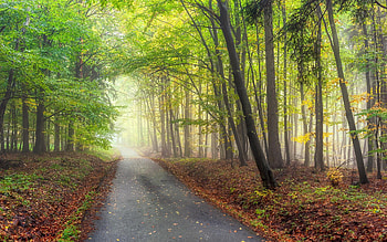 Forest Road in Czechia, nature, road, Czechia, forest, mist HD wallpaper
