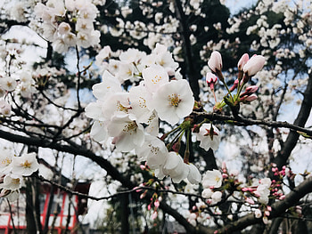 Cherry tree, branches, flowers, blossom HD wallpaper