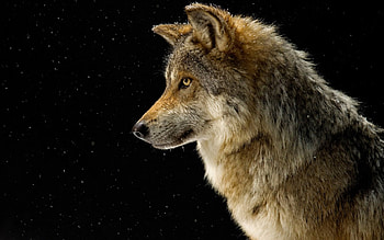 Wolf, majestic, abstract, canine, nature, grey wolf, friendship, arctic HD wallpaper